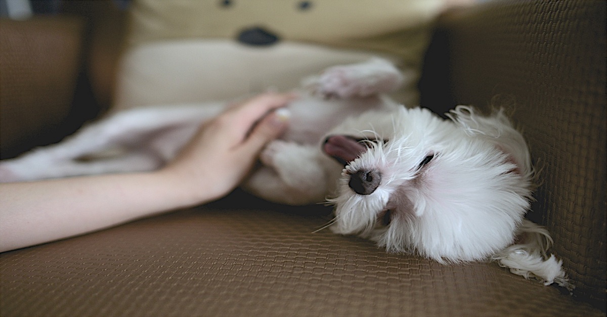 Dermatite em cães: Conheça as 5 variações mais comuns